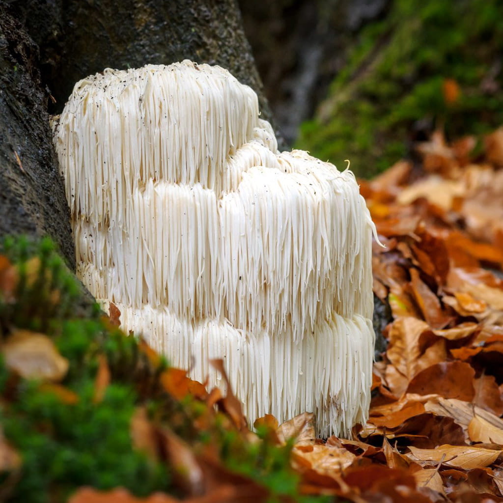 ROAR Lion’s Mane Ingredient 1